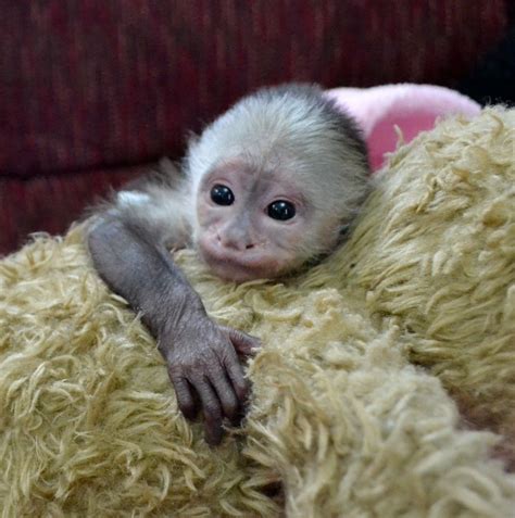 Baby Pet Capuchin Monkey For Sale In Florida Peepsburghcom