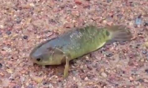 Weird Fish That Can Walk On Land Has Australia Very Nervous