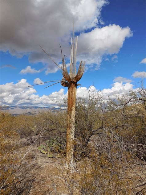 The westerly tucson mountain district though the saguaro may be the park's centerpiece, after wet winters the spring wildflower display can take the cactus forest drive and walk the desert ecology trail. Exploring the American West: Cactus Forest Trail Saguaro ...