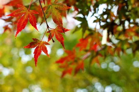 Red And Green Maple Leaf Hd Wallpaper Wallpaper Flare