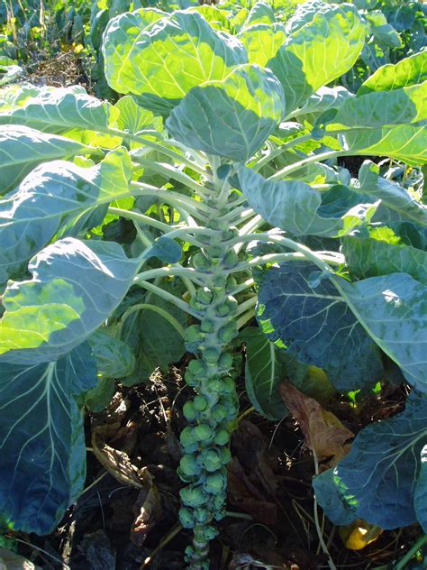 Brussel Sprout Plant Voladeg