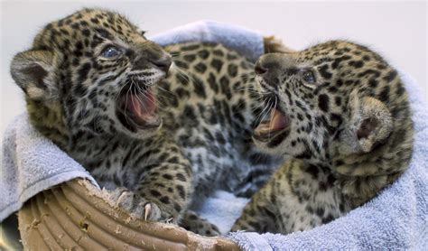 Jaguar Cubs In Milwaukee Zoo Have Something Different To Offer The
