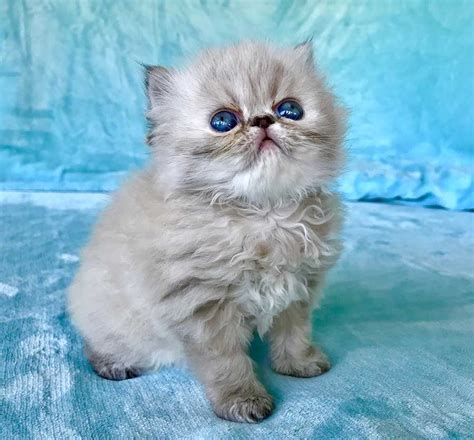 All colors are permissible in both coat varieties. HIMALAYAN PERSIAN KITTENS FOR SALE IN LOS ANGELES ...