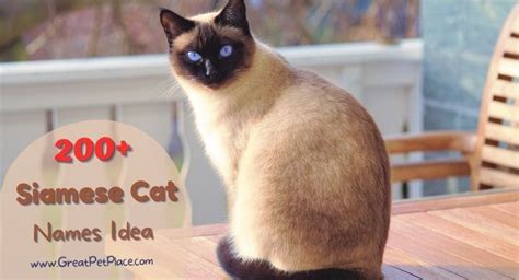 Siamese Cat Names 200 Creative Nicknames For Siamese Cats