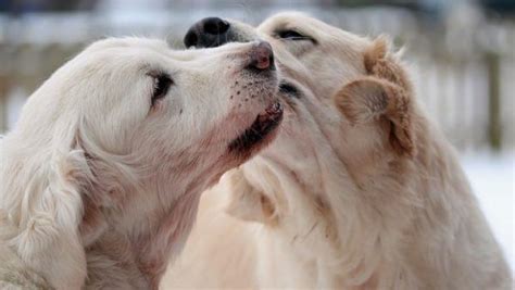 Bajo este título se publican una serie de divertidas y coloridas viñetas en las que se ilustran los rituales de apareamiento y las curiosidades con respecto al sexo de diversas especies animales. Ciclo del celo en perras y síntomas: cuánto dura y consejos - AnimalesMascotas