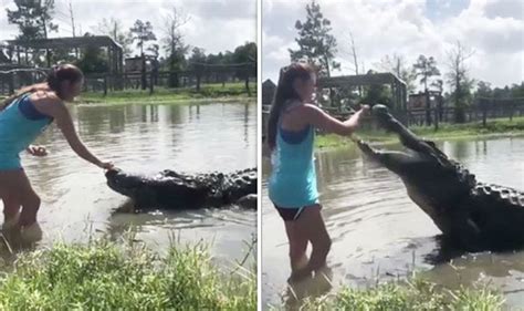 Watch Shocking Moment Young Girl Hand Feeds 14 Foot Alligator Goes