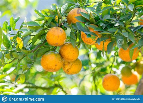 Orange Plantation Garden Orange Orchard In Northern Thailand Stock