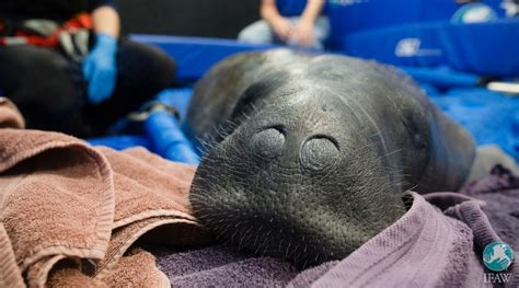 Washburn A Pregnant Manatee Ifaw Rescued From The Cold Waters Of Cape