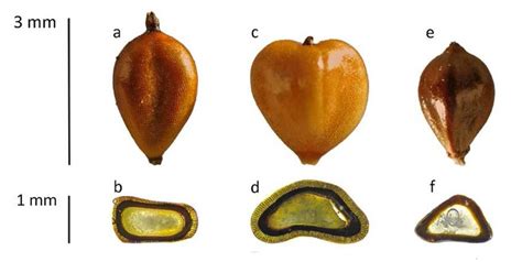 Ripe Fruits And Cross Sections Of Achenes Of Bolboschoenus Species From