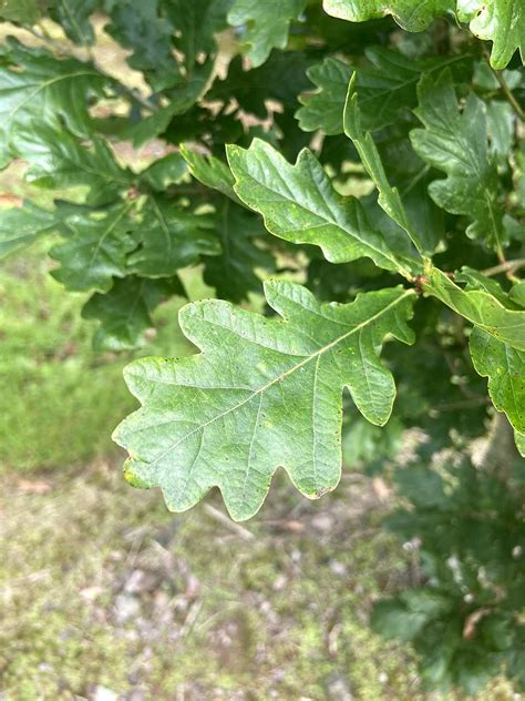 Quercus Robur Fastigiata Koster Columnar Oak Nangle And Niesen