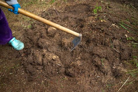 Digging The Ground With A Hoe For Planting Plants Gardening Landscape
