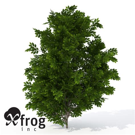 Xfrogplants Hornbeam Modelo 3d Turbosquid 287211