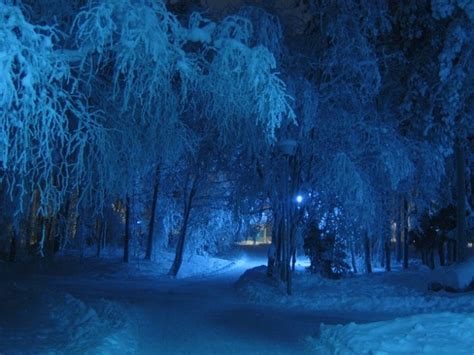 Snow Shade Cold Night Trees Winter Covered Photo Free