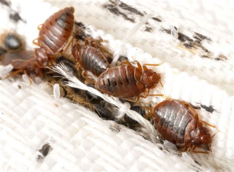 Bed Bug Treatment Extermination And Control For Your Home Moyer Pest