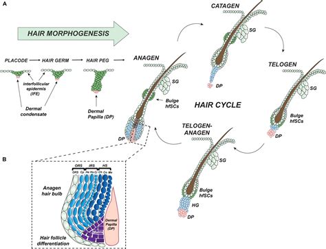 Frontiers An Intrinsic Oscillation Of Gene Networks Inside Hair Follicle Stem Cells An