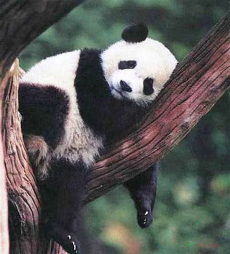 Giant Panda Breeding Research Base Sleep On Tree Chengdu Giant Panda