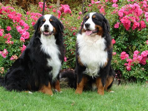 Bernese Mountain Dog Breed Guide Learn About The Bernese Mountain Dog