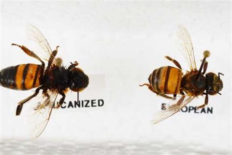 Pin On Bee
