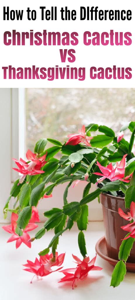 My zygo cactus needs a touch of a prune and i share how i do it. Christmas Cactus vs Thanksgiving Cactus vs Easter Cactus ...