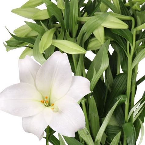 LILY LONGI WHITE HEAVEN 85cm 3 Wholesale Dutch Flowers Florist