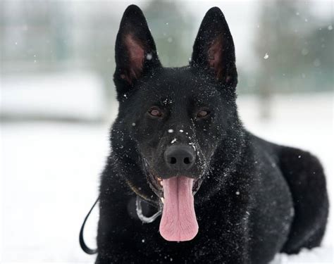 A Look At The Black German Shepherd A Cut Above The Rest