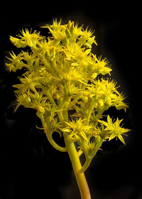 What types of succulents produce flowers? Yellow Succulent Flower On A Yellow Stalk | I photographed ...