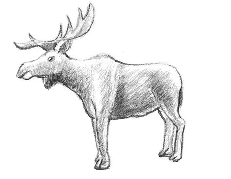 Free step by step drawing tutorials. How To Draw a Moose - Step-by-Step | Easy animal drawings, Cartoon drawings of animals, Moose ...