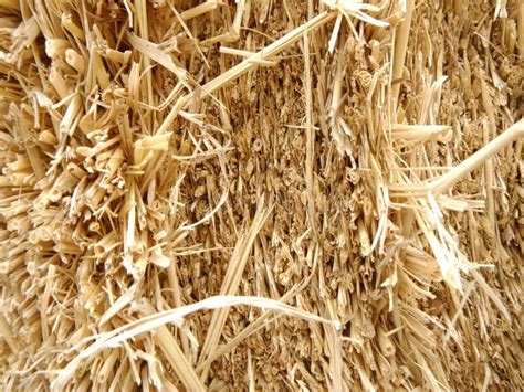 Dry Straw Hay Stack On Ground Stock Photo Image Of Background