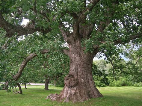 30 Mighty Oak Tree Facts You Never Knew