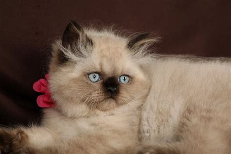Willow Seal Point Himalayan Kitten For Sale Luxury Kittenspersian