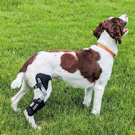 Animal Ortho Care Dog Knee Brace Stifle Ccl Acl
