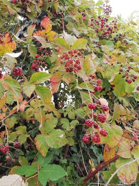 Autumn Is Here Wild Blackberries Brambles Ripening In The Sun Vines