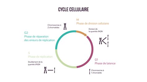 Cycle Cellulaire Fiche De Cours Svt Schoolmouv