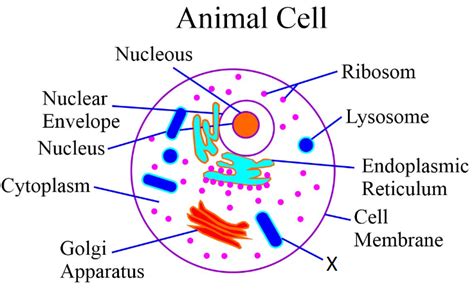 Draw An Outline Diagram Of An Animal Cell Label The Different Parts