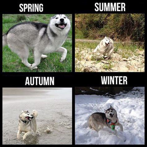 22 Hilarious Memes For Anyone Who Loves Huskies Funny Husky Meme
