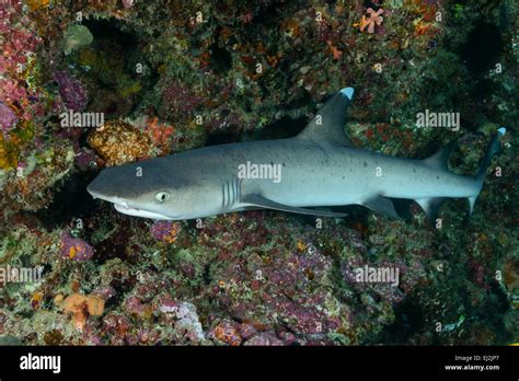 Triaenodon Obesus Whitetip Reef Shark Hafsha Thila Ari Atoll