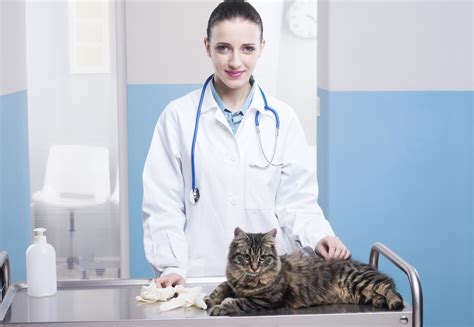 Liver Cancer (Hepatocellular Carcinoma) in Cats | petMD