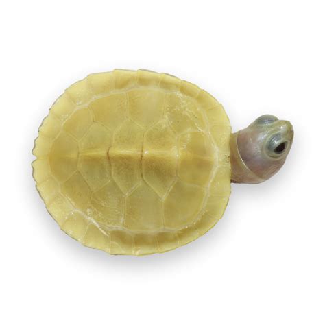 Ghost Red Ear Slider - Albino Turtles