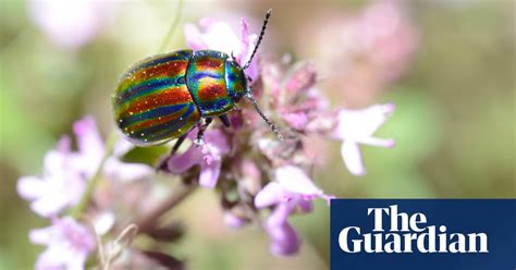 Why Beetles Are The Most Important Organisms On The Planet Insects