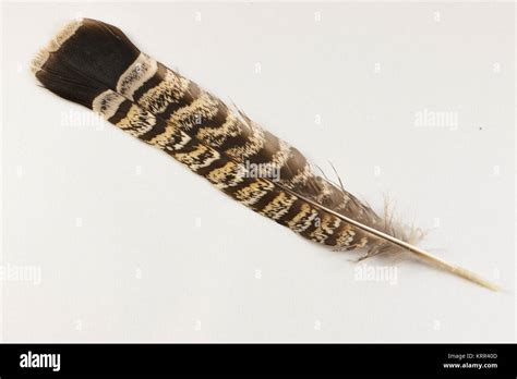 A Single Ruffed Grouse Bonasa Umbellus Tail Feather Isolated Stock