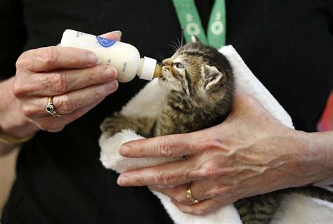 Sf Cat Adoption Center Opens Inside Pet Store