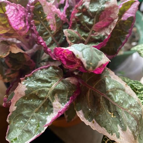 'snow white', by contrast, is a variety which is dappled with vivid white and pink over the upper surfaces. Hemigraphis alternata 'Snow White', Snow White Waffle ...