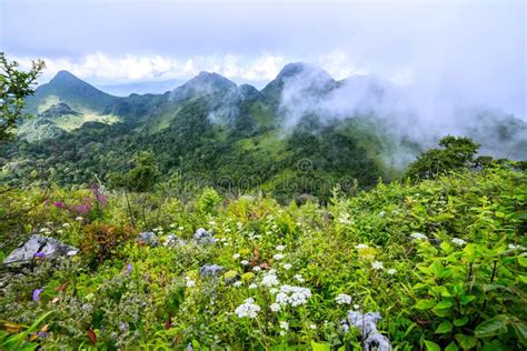 Morning Mist At Tropical Rain Forest Stock Photo Image Of Outdoors