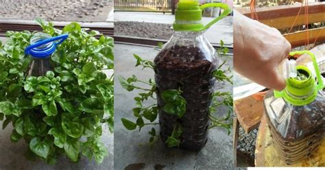 Bayam memiliki banyak kandungan gizi yang baik untuk tubuh. Rupanya Tanam Bayam Brazil Dalam Botol Lagi Mudah. Pokok ...