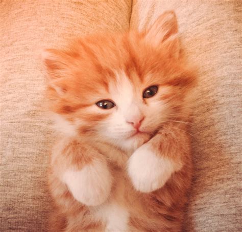 An Orange And White Kitten Sitting On Top Of A Couch With Its Paws In