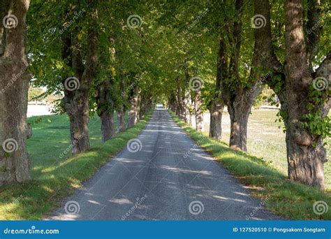 Country Roadtree Lined Stock Photo Image Of Avenue 127520510