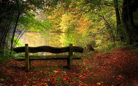 Hd Wallpaper Bench Tree Forest Leaves Hd Nature Wallpaper Flare
