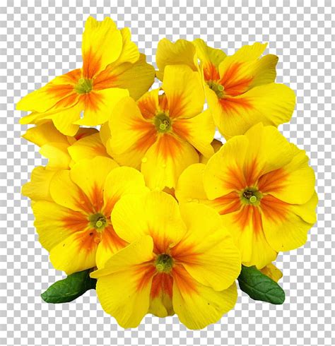 Primrose Clipart Free 10 Free Cliparts Download Images On Clipground 2024