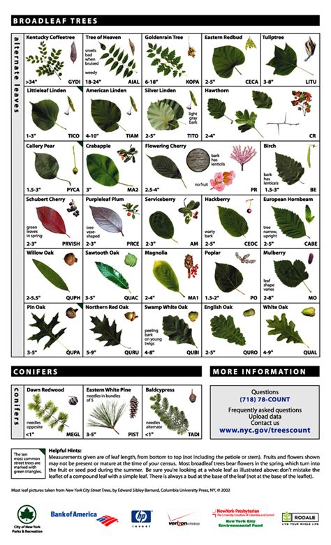 Leaf Key For Tree Identification Tree Identification Tree Leaf