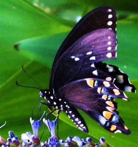 Gorgeous Butterflies Flying Beautiful Butterflies Amazing Nature